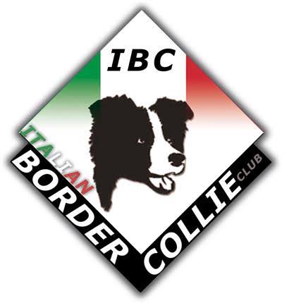 Italian Border Collie